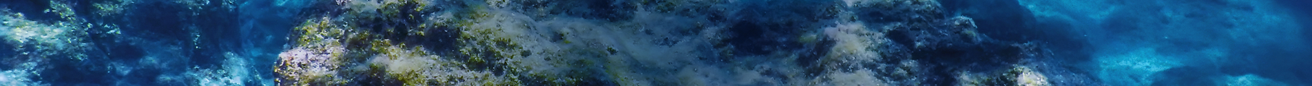 1905X125.jpg